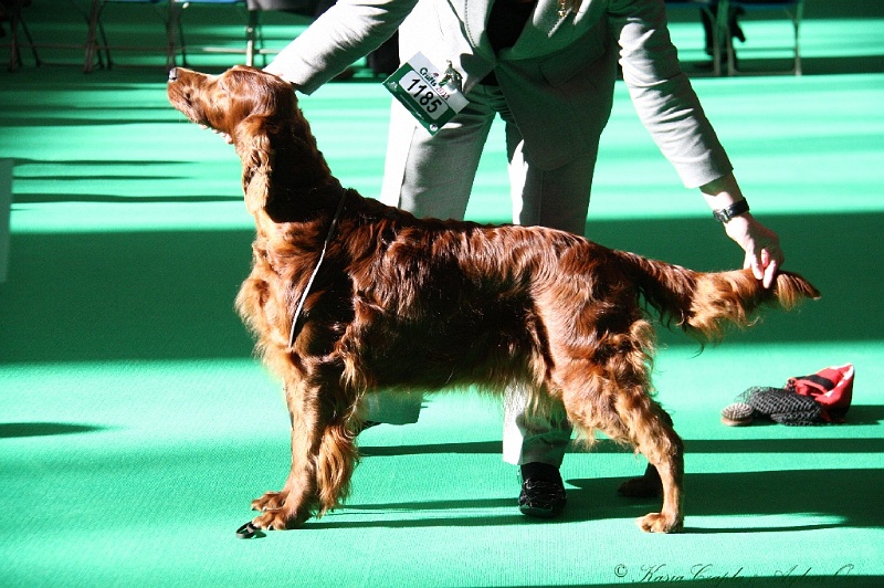 Crufts2011 048.jpg